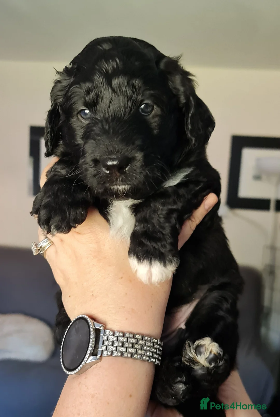 Mixed Breed dogs for sale: ☀️🌙Waiting list open🌙☀️ - Advert 9