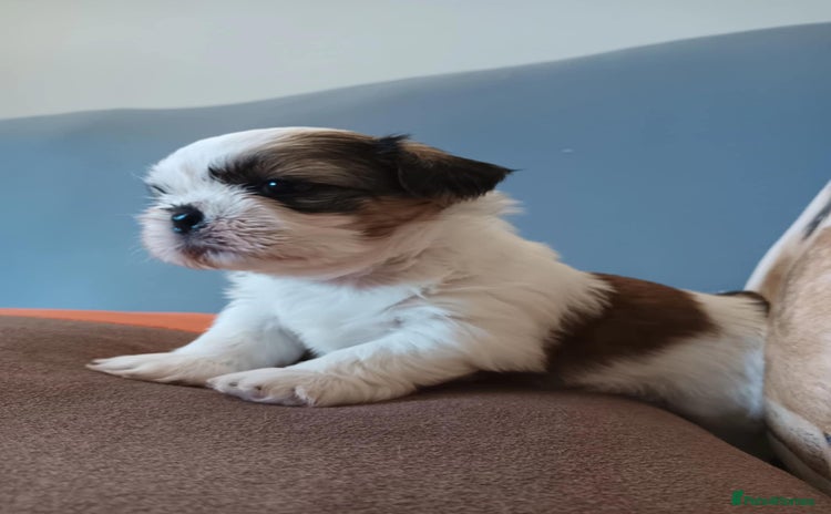 Shih Tzu dogs - Advert 5