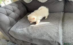 Pomeranian dogs for sale: Pomeranian puppies  - Image 18