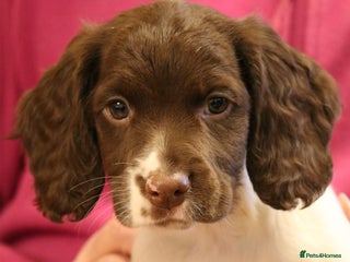 English Springer Spaniel dogs Health Tested English Springer Spaniel Puppies - Advert 6