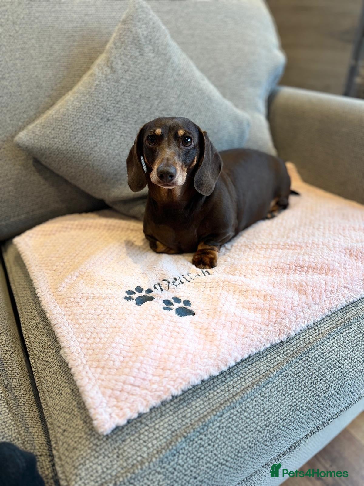 Dachshund dogs *** Free to a forever home *** in Basildon - Advert 1