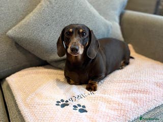 Dachshund dogs *** Free to a forever home *** in Basildon - Advert 3