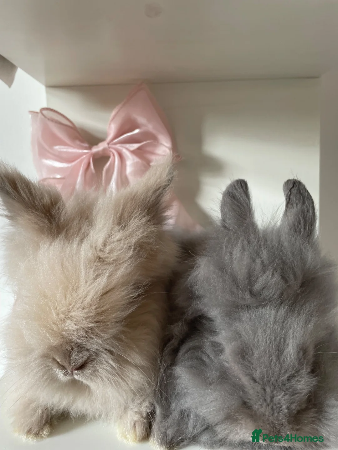 Mixed Breed rabbits for sale: lionhead x mini lop baby boys 🩵 - Advert 2