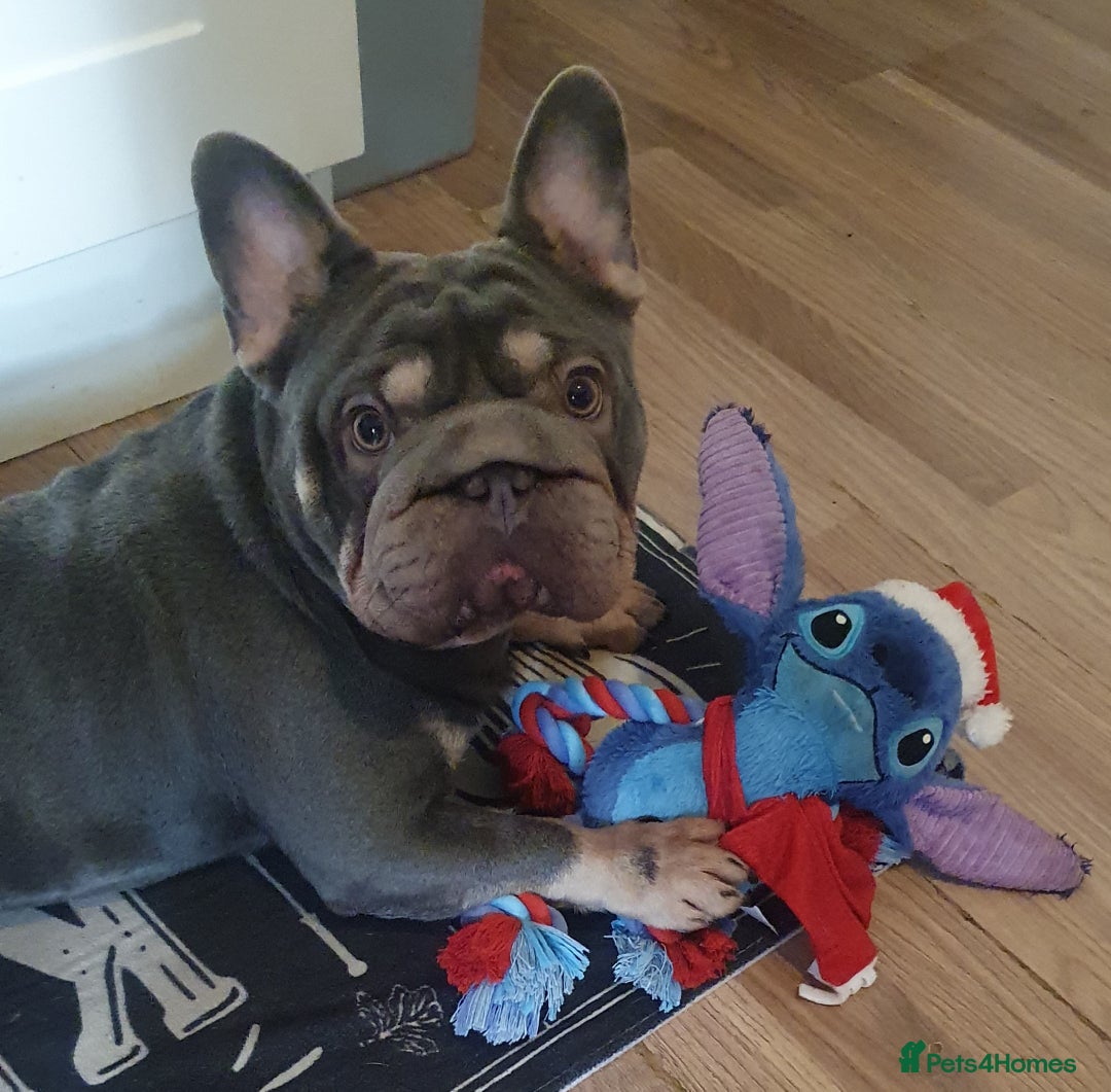 French Bulldog dogs for sale: Male French bulldog  - Image 2
