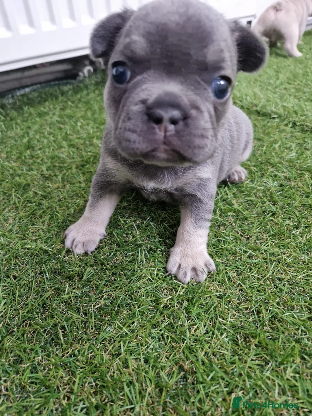 French Bulldog dogs for sale: 5 French Bulldog Pups, 3 Boys 🩵, 2 Girls 🩷 - Advert 2