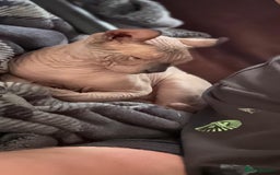 Sphynx cats for sale: Sphynx - Image 7