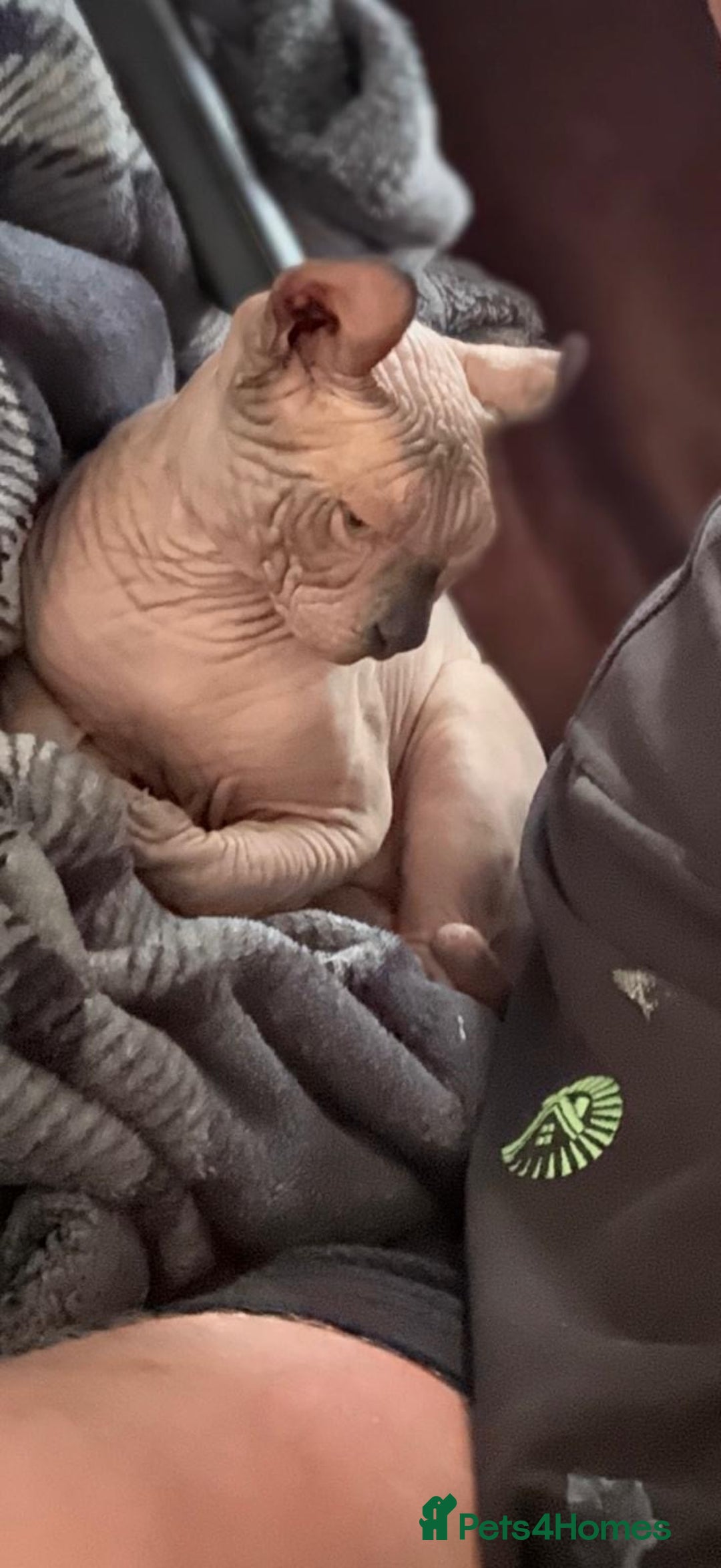 Sphynx cats for sale: Sphynx - Image 7