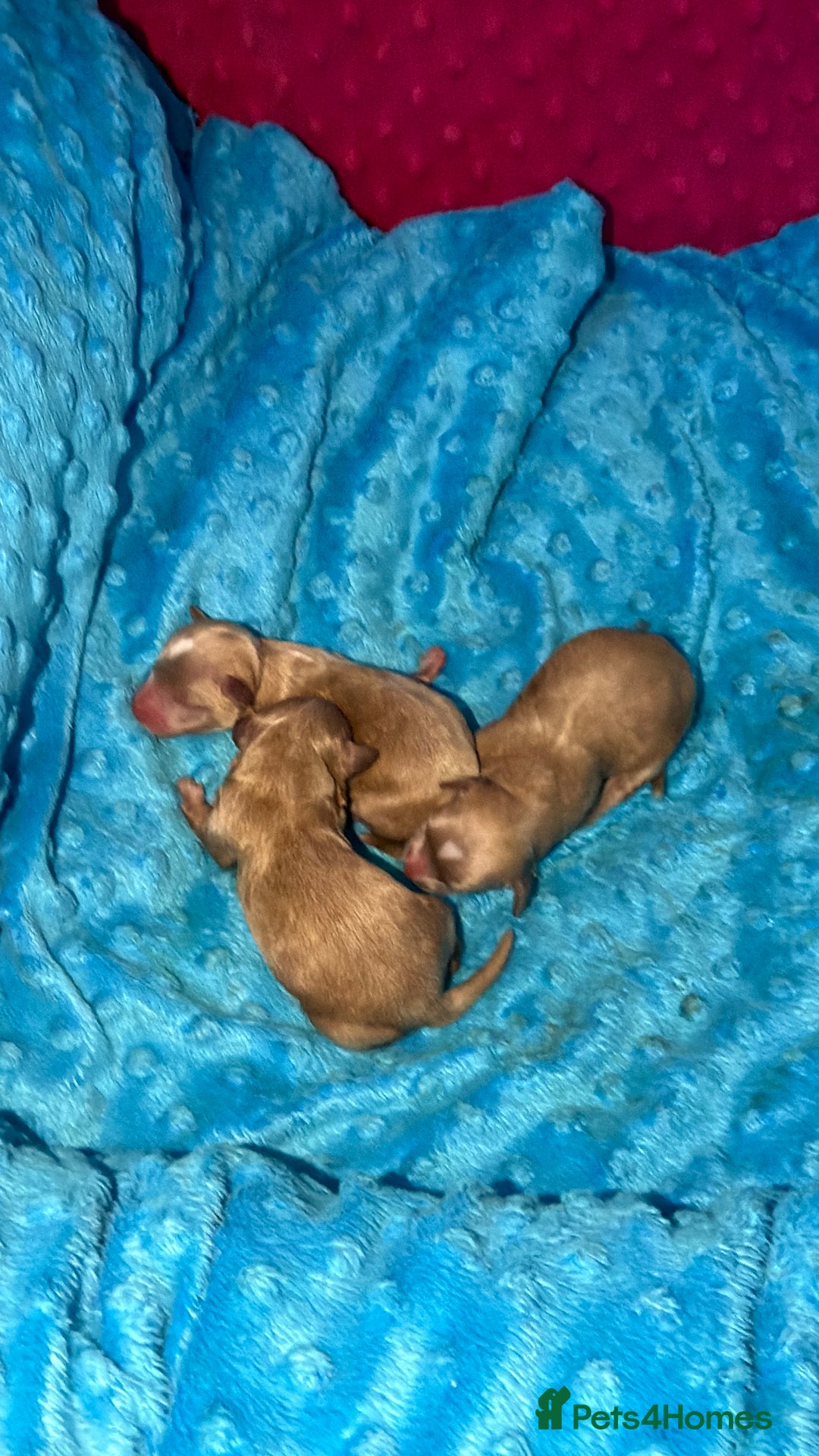 Maltipoo dogs for sale: Beautiful Tiny Maltipoo Tree girls 🐶🐾💝💝💝 - Advert 4