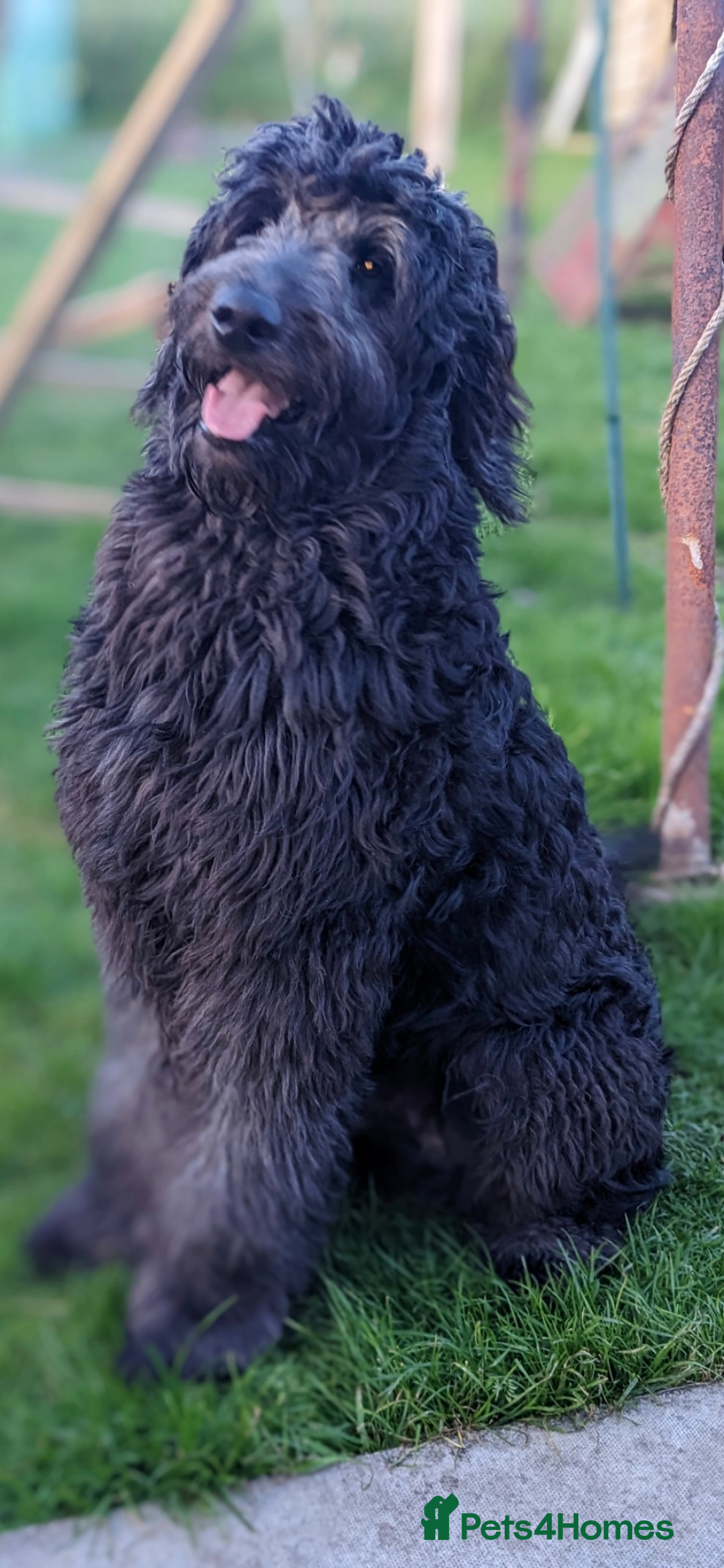 Goldendoodle dogs for stud: Frankie for stud only.   - Image 1