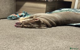 English Bulldog dogs for sale: Beautiful female pedigree bulldog  - Image 5