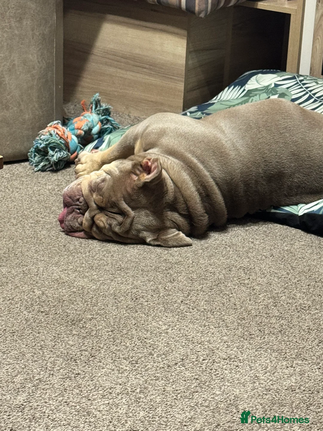 English Bulldog dogs for sale: Beautiful female pedigree bulldog  - Advert 5