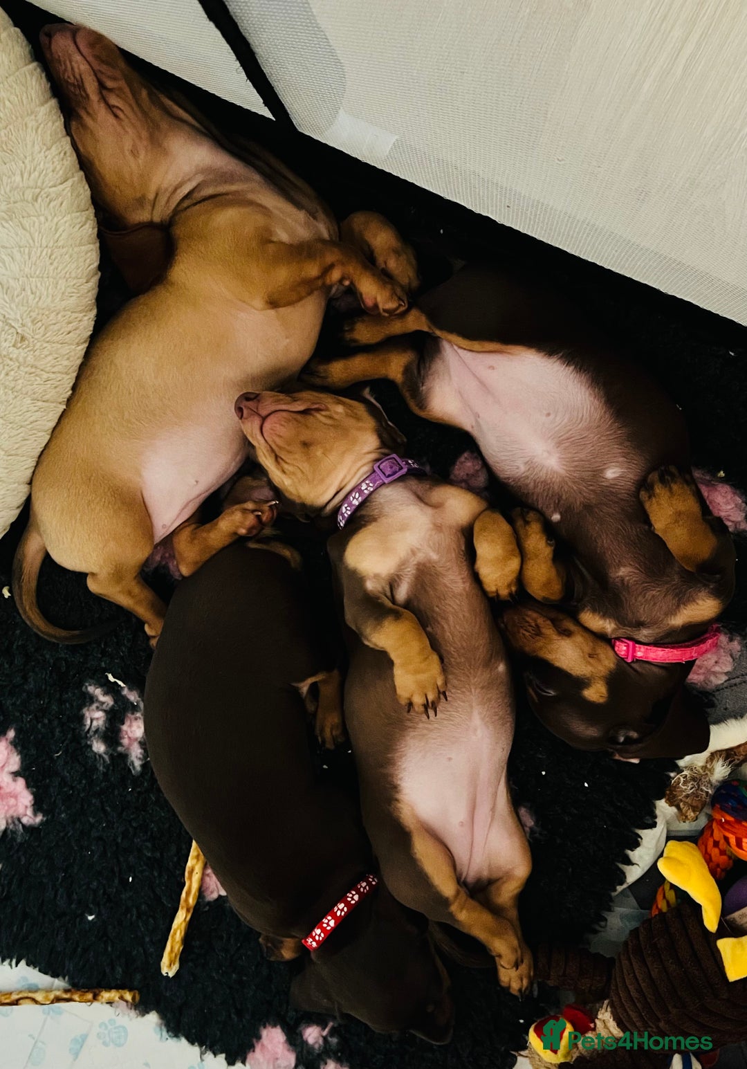 Miniature Dachshund dogs for sale: KC Miniature Dachshund - Image 6