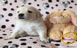Golden Retriever dogs for sale: 7 Gorgeous Golden Retriever Puppies 🥰 - Image 5