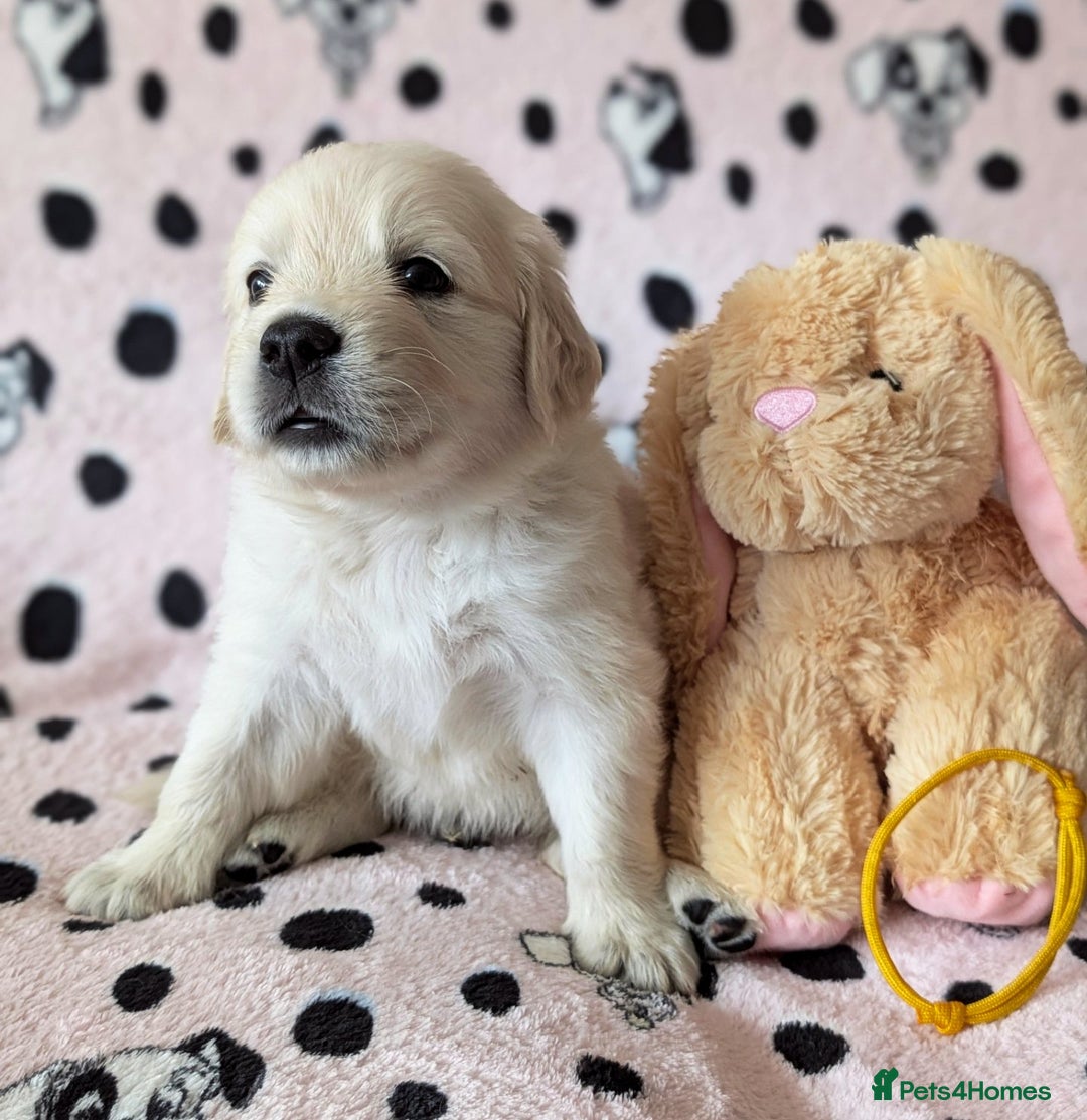 Golden Retriever dogs for sale: 7 Gorgeous Golden Retriever Puppies 🥰 - Image 5