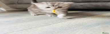 Yellow collar 