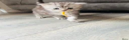 Maine Coon cats for sale: Stunning Maine coon kittens 4 available - Advert 3