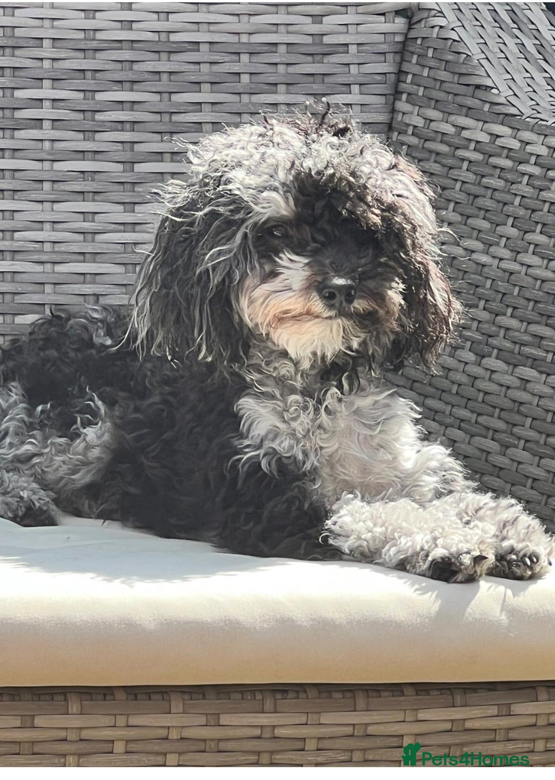 Poochon dogs for sale: Poochon puppies  - Image 6