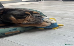 Olde English Bulldogge dogs for sale: Old English Bulldog - Image 7