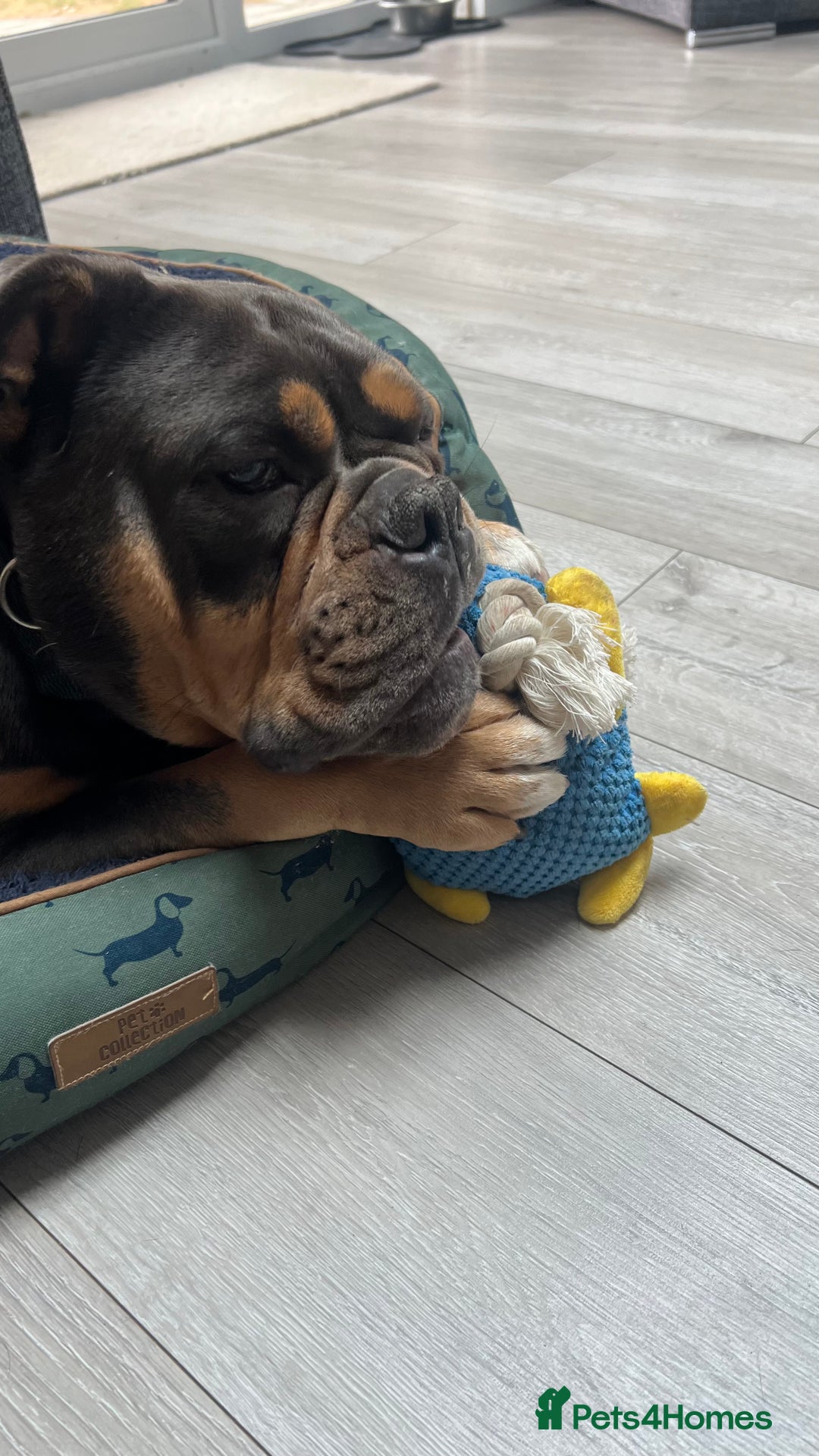 Olde English Bulldogge dogs for sale: Old English Bulldog - Image 7