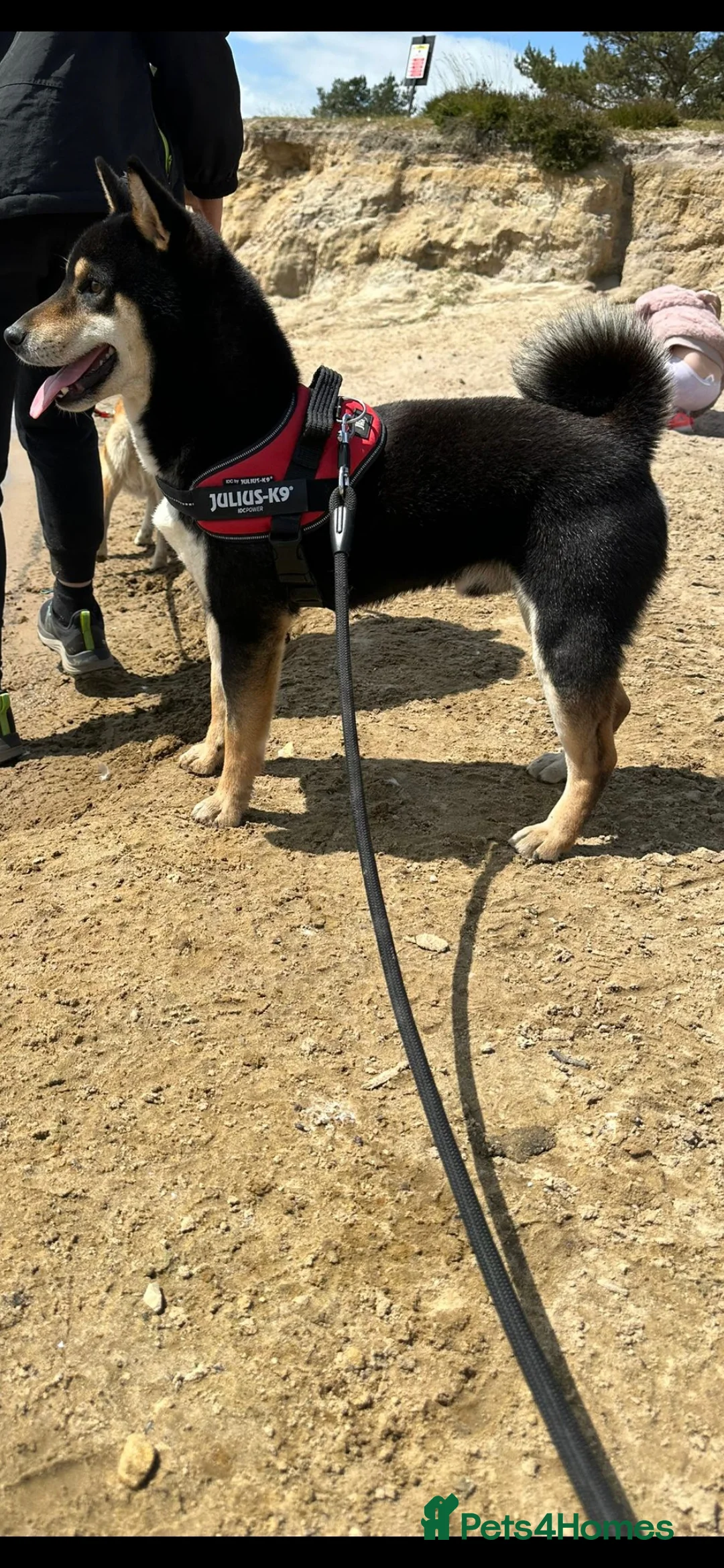 Japanese Shiba Inu dogs for stud: Proven Handsome Stud Shiba Inu in Wisbech - Advert 2