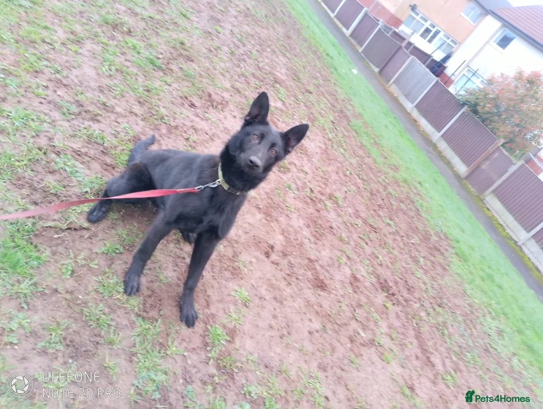 German Shepherd dogs for sale: Bitch German shepherd  - Advert 1