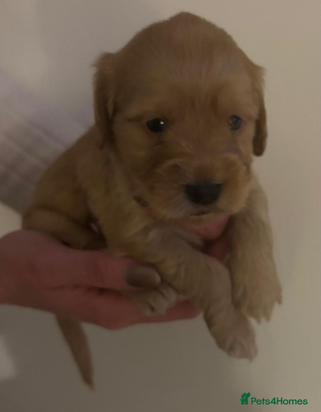 Mixed Breed dogs for sale: Beautiful Labradoodle x Cocker Spaniel Puppies - Advert 21
