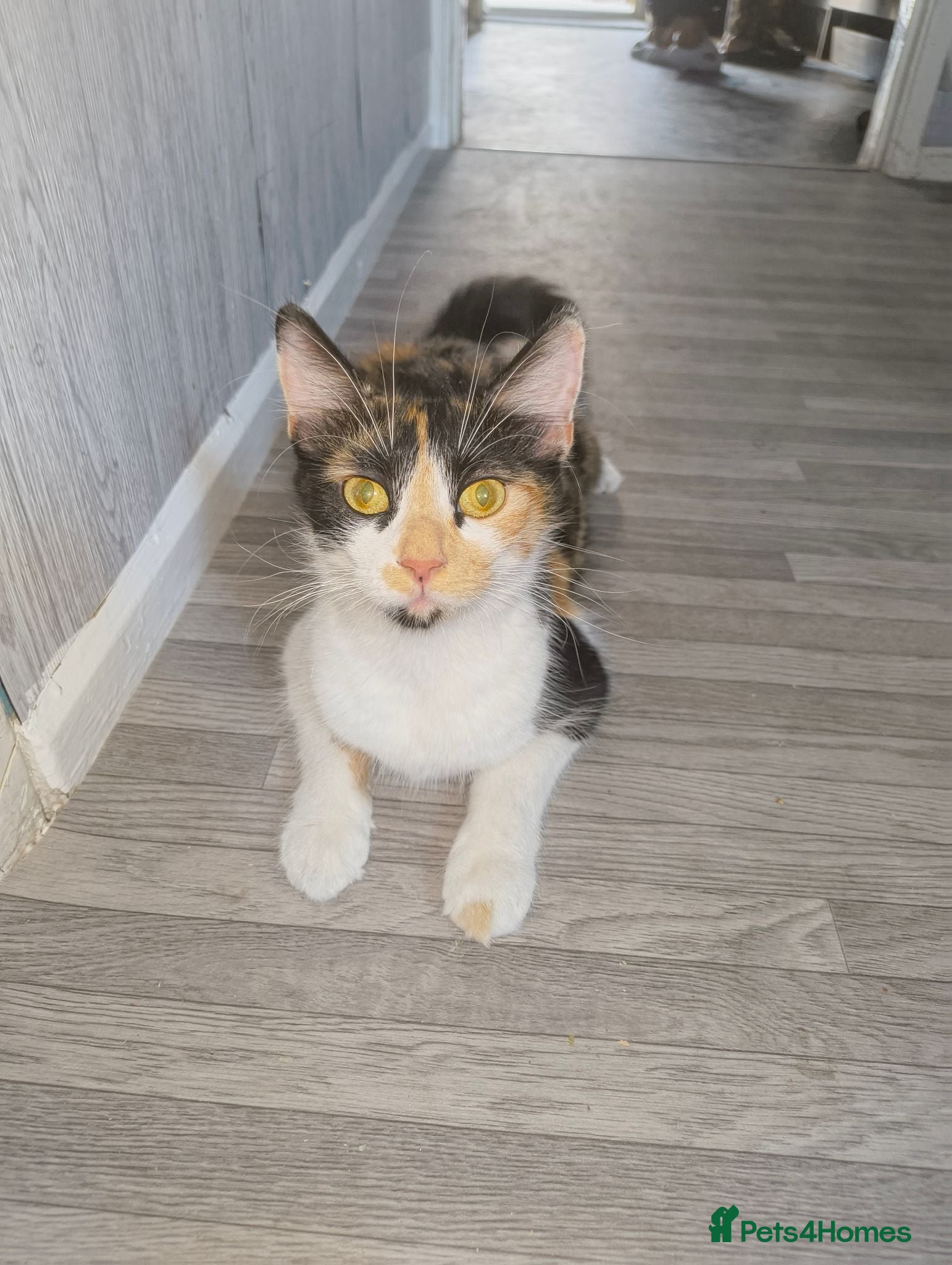 Mixed Breed cats Beautiful Mix Breed Calico Cat - Advert 10