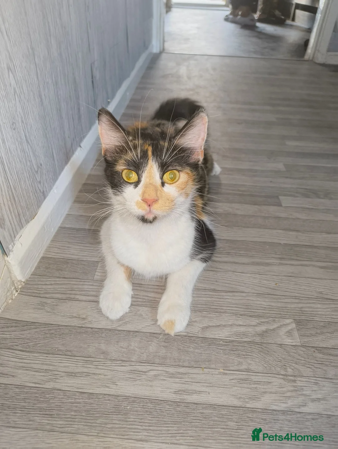 Mixed Breed cats for sale: Beautiful Mix Breed Calico Cat - Advert 1