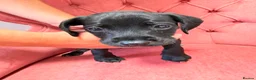 Mixed Breed dogs for sale: King Charles cavalier x paterdale in Accrington - Advert 5