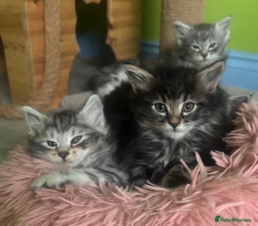 Kurilian Bobtail cats for sale: Rare pure breed Kurilian bobtail kittens available - Advert 4