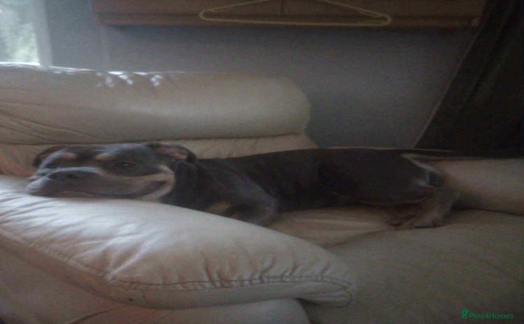 American Bully dogs - Advert 1