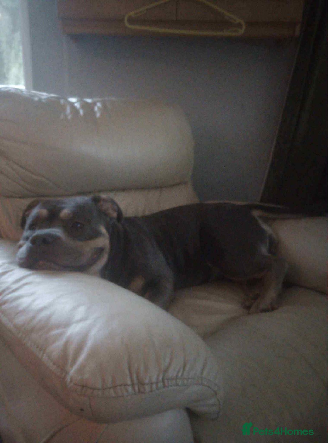 American Bully dogs for sale: Urgent rehome pocket bully  - Image 1