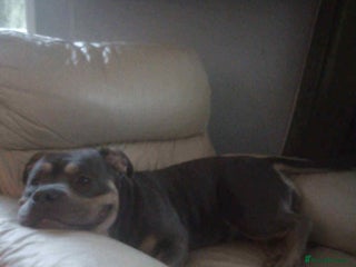 American Bully dogs - Advert 1
