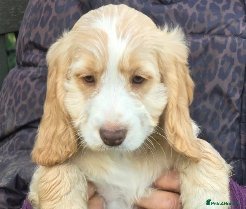 Cockapoo dogs for sale: Quality Cockapoo Puppies Homebred Domestic Licence - Advert 2