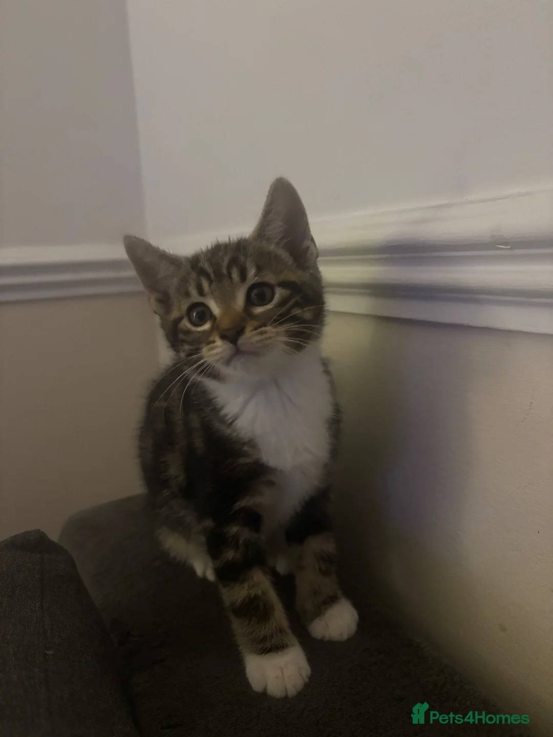 Mixed Breed cats for sale: Gorgeous kittens for sale  - Advert 1
