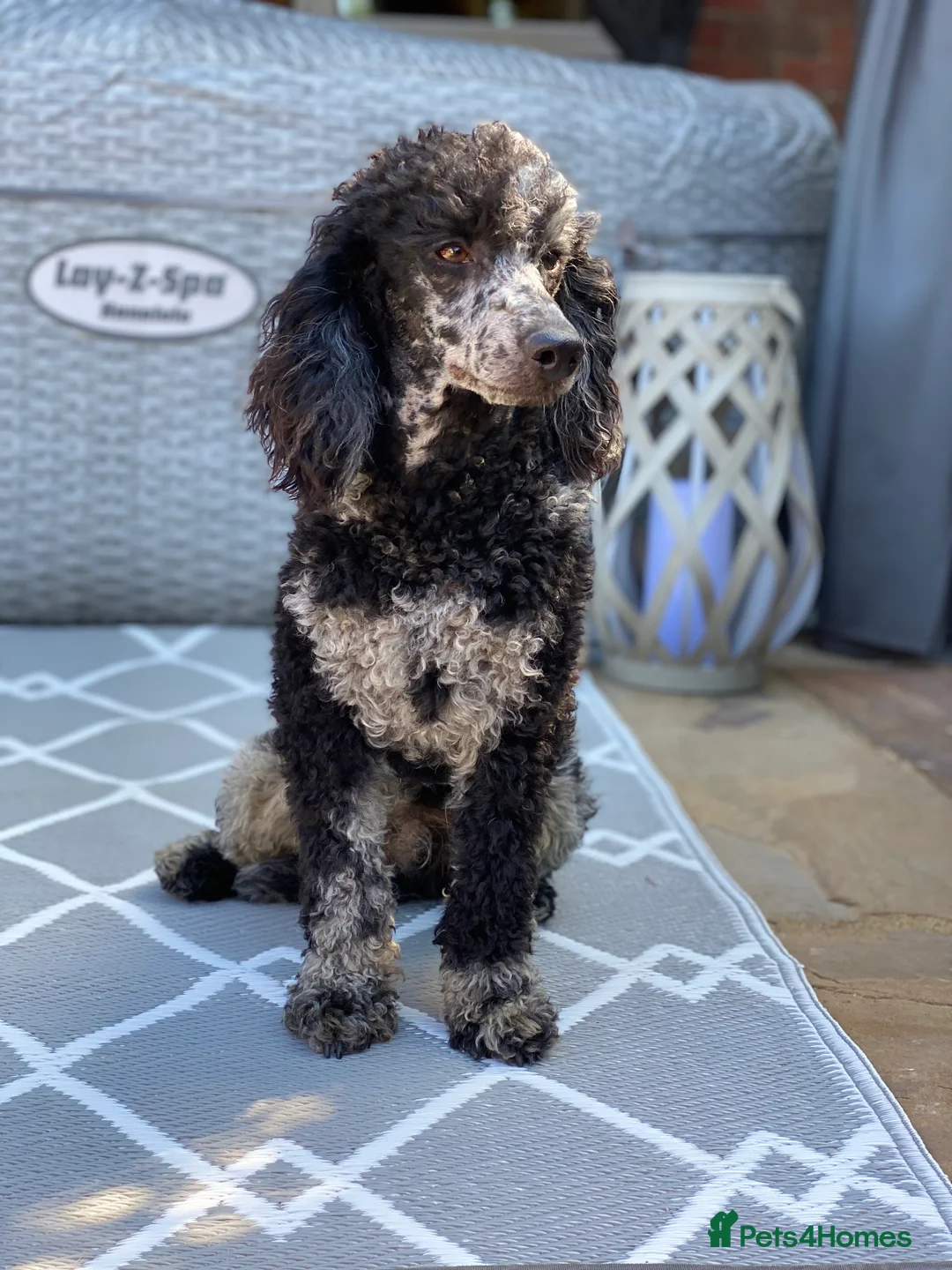 Miniature Poodle dogs for stud: Blue Merle Min Poo carries choc Health Tested  - Advert 2