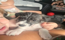Mixed Breed dogs for sale: Jackapoos  - Image 3