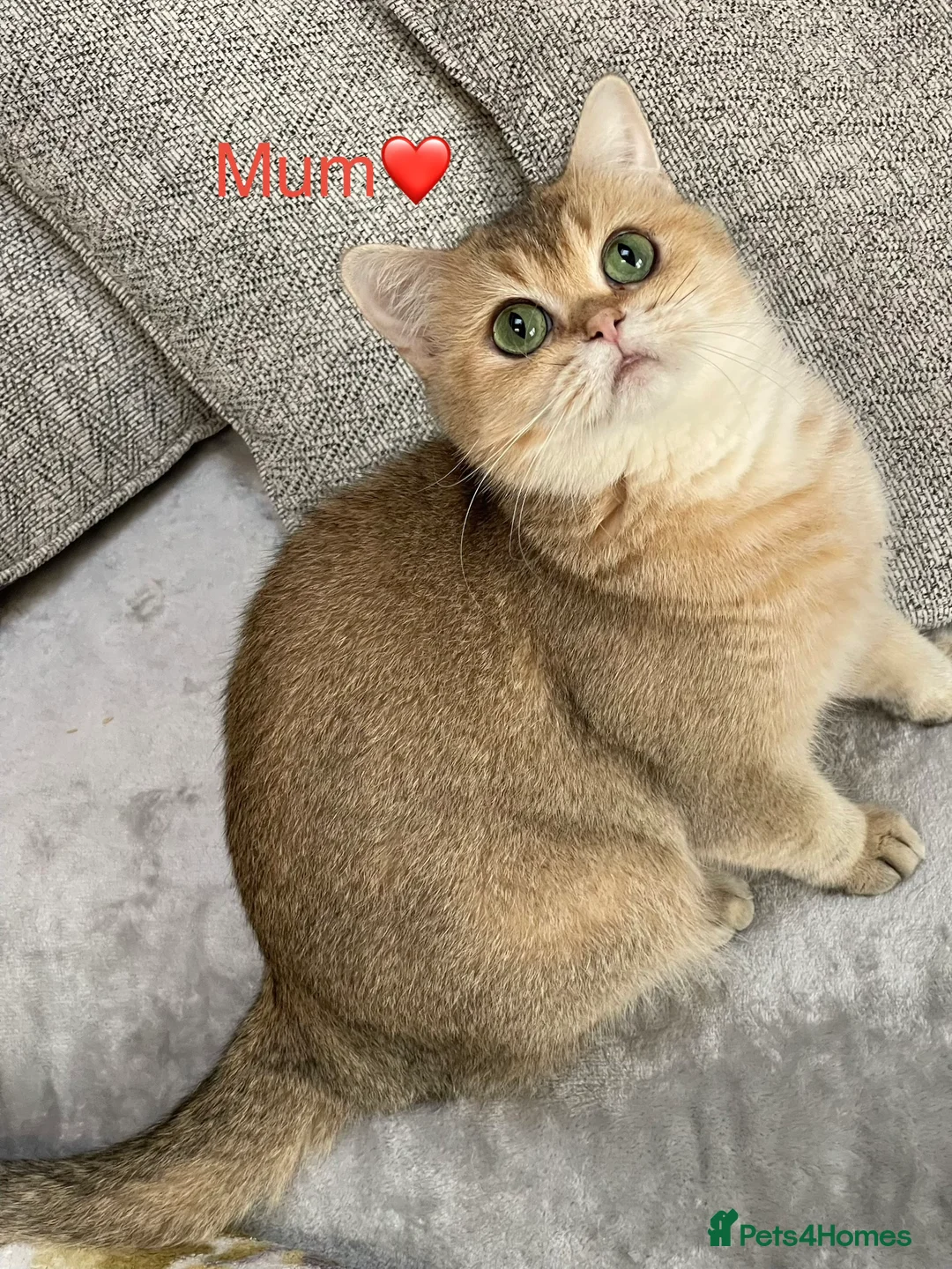 British Shorthair cats for sale: 🐾 GCCF Stunning Golden BSH kittens (girls)💕💕💕 - Advert 15