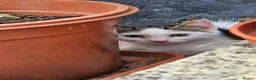 Domestic Shorthair cats for sale: Kitten  - Advert 5
