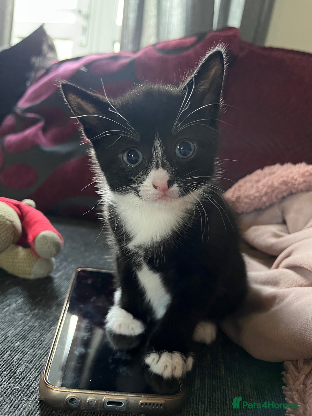 Mixed Breed cats for sale: Kittens for sale  - Advert 7