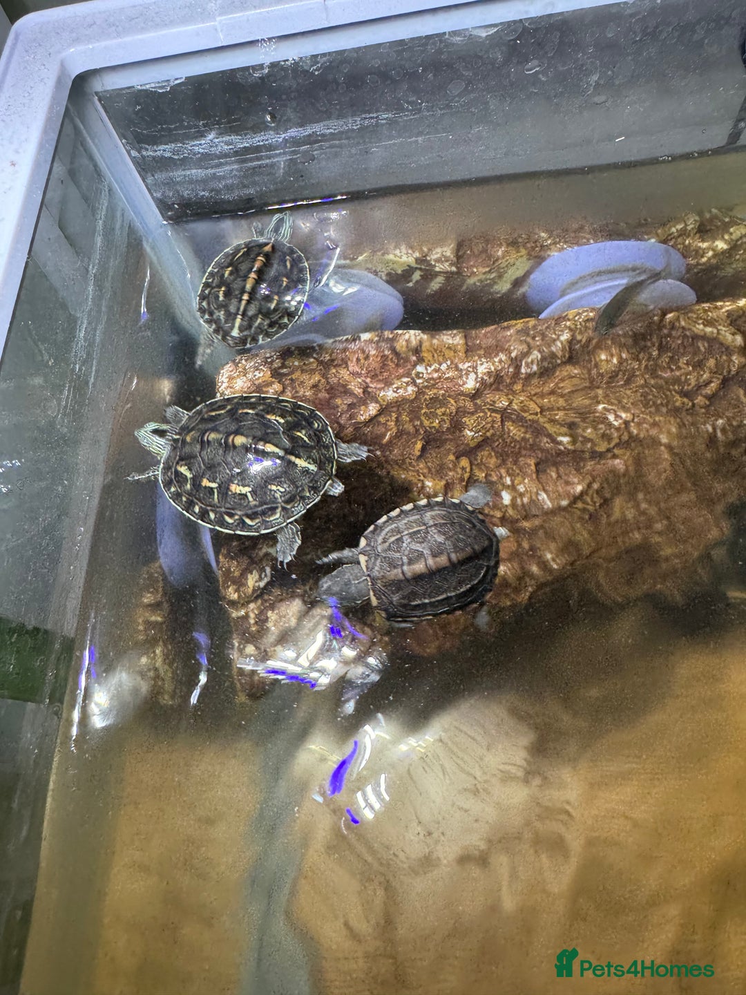 Turtle reptiles for sale: tuetles  - Advert 7