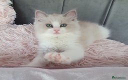 Ragdoll cats for sale: Reduced RARE Brown/mink Green-eyed Ragdoll kittens - Image 25