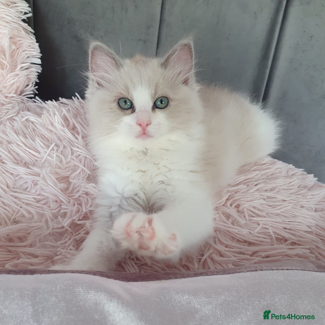 Ragdoll cats for sale: Reduced RARE Brown/mink Green-eyed Ragdoll kittens - Image 25
