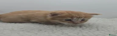 Marmalade