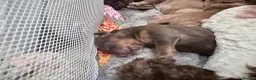Cockapoo dogs for sale: Miniature cockapoo pups for sale  in Swindon - Advert 21