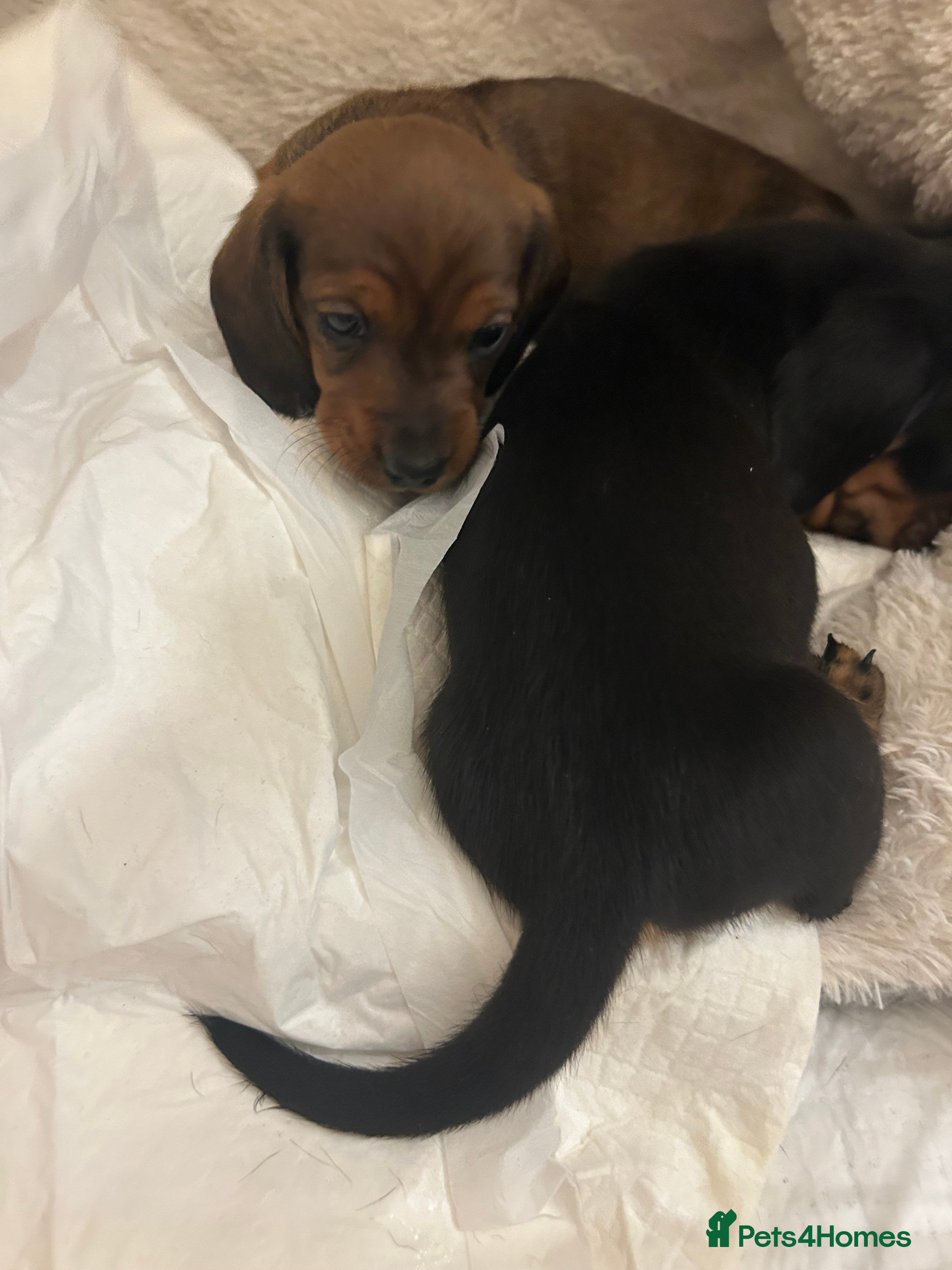 Dachshund dogs Two amazing Dachund boys for sale  - Advert 7