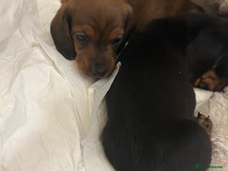 Dachshund dogs Two amazing Dachund boys for sale - Advert 7