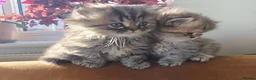 Persian cats for sale: Beautiful Persian Kittens – 2 Girls & 1 Boy - Advert 8