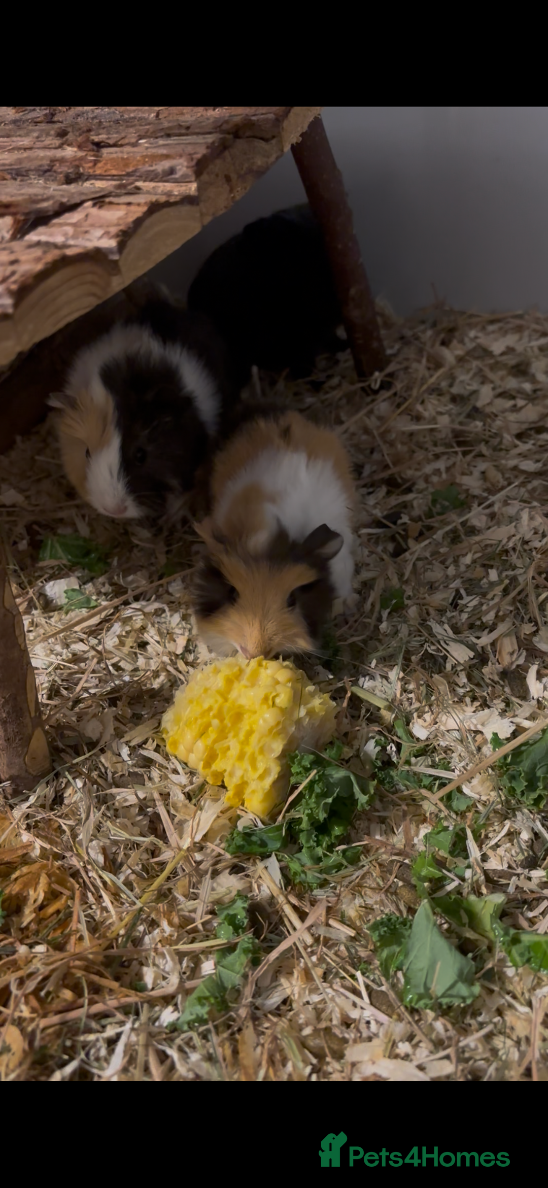 Guinea Pig rodents for sale: 4 boy baby guinea pigs - ready 4th Feb onwards - Advert 4
