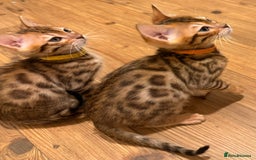 Bengal cats for sale: Exquisite TICA Registered gold&snow BengalKittens  - Image 18